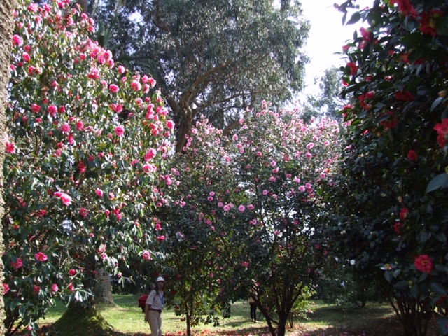 Camellia Photograph